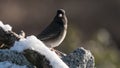 Oregon Junco (Junco hyemalis) Royalty Free Stock Photo