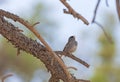 Oregon Junco Singing in the Trees Royalty Free Stock Photo