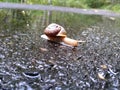 Oregon snail on a trail Royalty Free Stock Photo