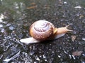 Oregon snail on a trail Royalty Free Stock Photo