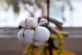 Oregon Snowberry Cluster 01 Royalty Free Stock Photo