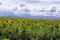 Oregon sunflowers and the Blue Mountains