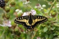 Oregon Swallowtail Butterfly (Papilio oregonius) Royalty Free Stock Photo