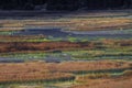 Oregon, USA- Colorful Marshlands in Klamath Falls