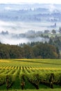 Oregon vineyard in early morning fog Royalty Free Stock Photo