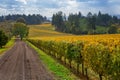 Oregon Vineyard in Willamette Valley Royalty Free Stock Photo