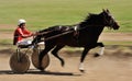 Orel, Russia - April 30, 2017: Harness racing. Black horse pulling a sulky Royalty Free Stock Photo