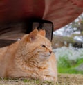 The Oren cat was sitting surveying its surroundings, large and full of fur