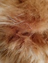 The Oren cat's fur is soft and long