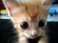 Oren kitten with big eyes