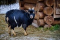 Orenburg goat Royalty Free Stock Photo