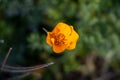 Orange flower in the garden