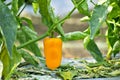 Orenge peppers still on a plant.