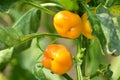 Orenge peppers still on a plant.