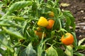 Orenge peppers still on a plant.