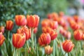 Orenge tulip flowers in the garden