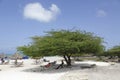 Divi-Divi Tree on Aruba Beach