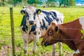 Oreo Cookie and Chocolate Milk Cow