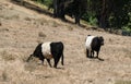 Oreo cookie cows in the pasture