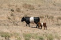 Oreo cookie cows, two colors Royalty Free Stock Photo