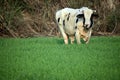 Oreo Cow in wheat farm Royalty Free Stock Photo