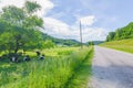 Oreo cows I believe Buelingo foraging and living in the beautiful rolling hills driftless amish area of Western Wisconsin