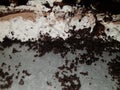 Oreo pie with chocolatey cream and simple cream food photography