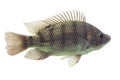 Oreochromis Mossambicus Tilapia Fish