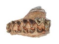 Oreodont teeth in stone, Merycoidodon sp, from South Dakota, USA cECP 2019