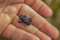 Oreophrynella quelchii, commonly known as the Roraima black frog or Roraima bush toad, is a species of toad in the family