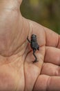 Oreophrynella quelchii, commonly known as the Roraima black frog or Roraima bush toad, is a species of toad in the family