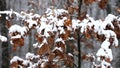 Orest branches and leaves under first close-up 1080p Full HD footage.Oak leaves on the branches fall asleep with snow 1920X1080 HD