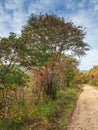 Orest landscape, road to the forest, autumn trees with colorful foliage