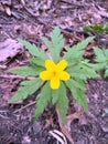 orest, yellow flower and greenery