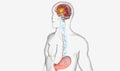 Orexin Producing Cells Activation by Ghrelin