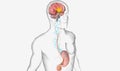 Orexin Producing Cells Activation by Ghrelin