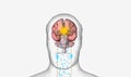 Orexin Producing Cells Activation by Ghrelin