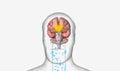 Orexin Producing Cells Activation by Ghrelin