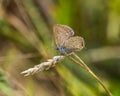 Old Eastern-tailed Blue Royalty Free Stock Photo