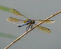Blue Dasher Dragonfly Perched on Stick Royalty Free Stock Photo
