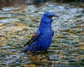 Male Blue Grosbeak Bathing in Illinois Royalty Free Stock Photo