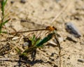 Blue-fronted Damselfly Royalty Free Stock Photo