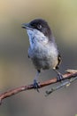 Orfea Warbler Sylvia hortensis portrait.