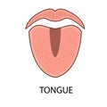An organ that functions as a taste bud. The sense of taste in the human tongue. Sweet, spicy, salty, bitter Royalty Free Stock Photo