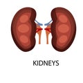 Another function of the kidneys is to filter and remove wastes, such as toxins, excess salt, and urea, which are nitrogen-containi