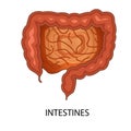 The process of absorption of nutrients from food and drink is part of the function of the small intestine. This is what makes the