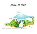 The organ of Corti in a cross-section