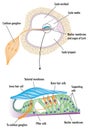 Organ of Corti in the ear