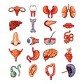 Set of human internal organs including brain, heart, liver, spleen, kidneys, reproductive system, skin isolated vector illustratio