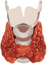 Organ of the human body thyroid gland Royalty Free Stock Photo